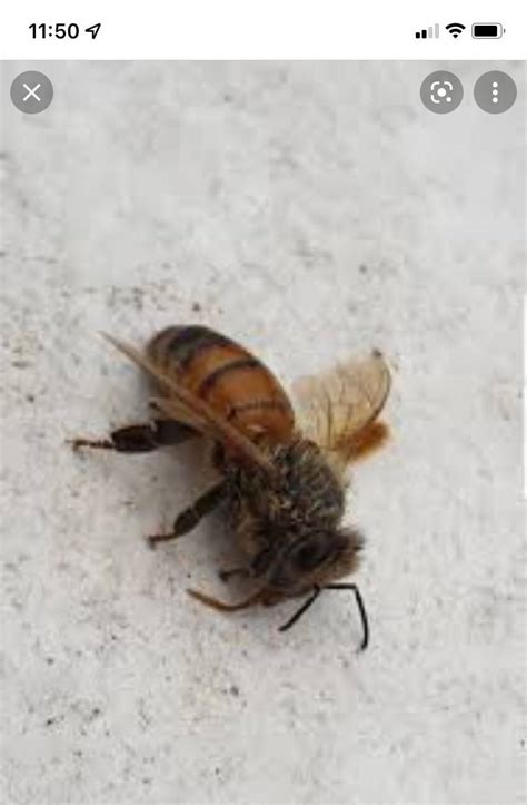 家裡出現蜜蜂怎麼辦 諾 名字 意思